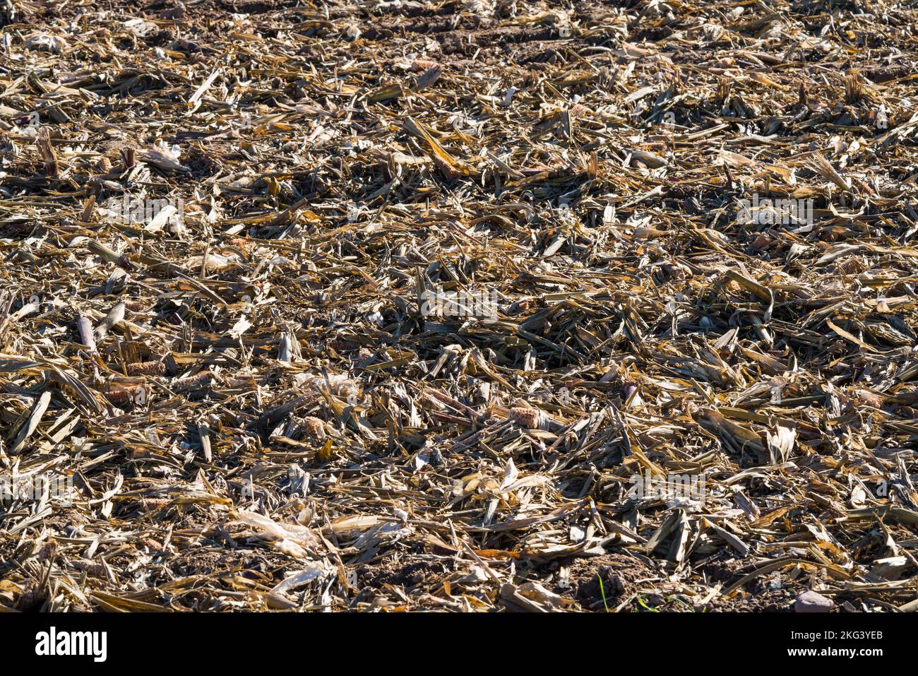 Harvested cornfield in October, Weserbergland; Germany Stock Photo