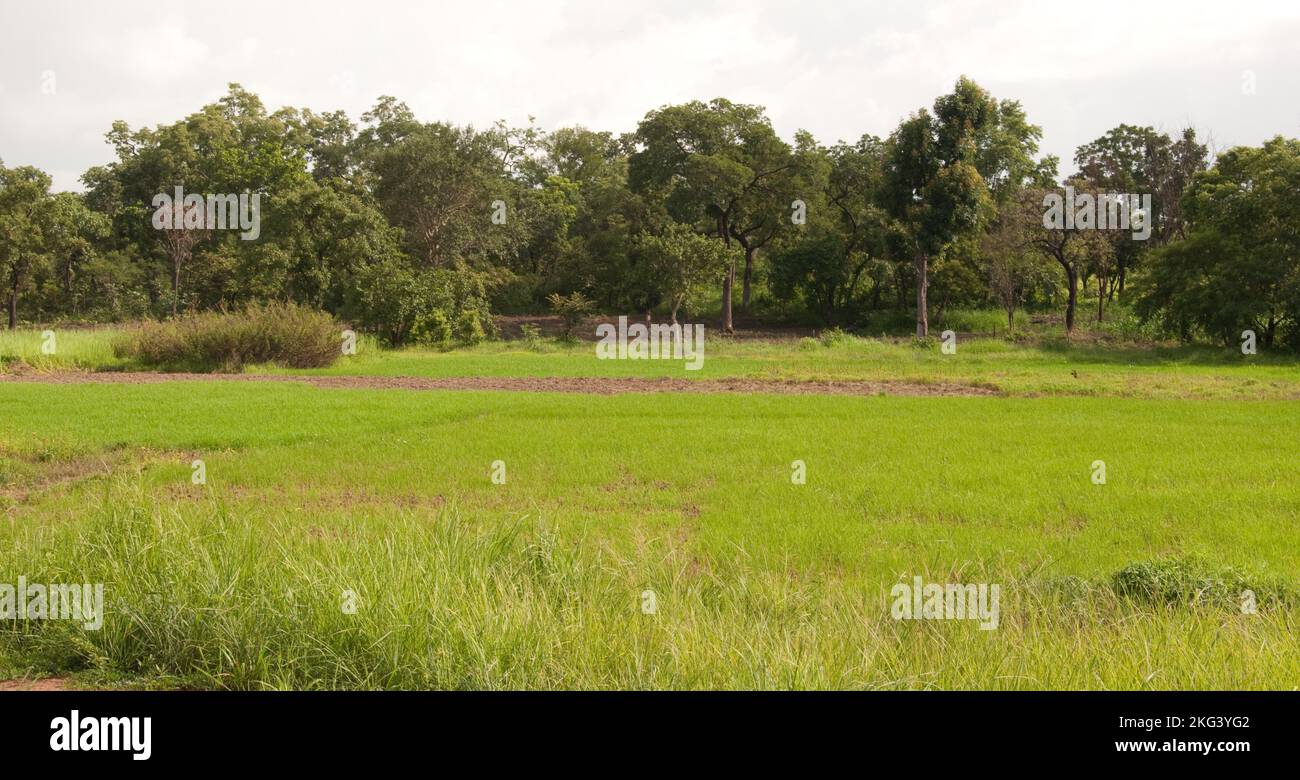 Rice fields are a beautiful shade of green and Atacora is a very beautiful Province of Benin. Stock Photo