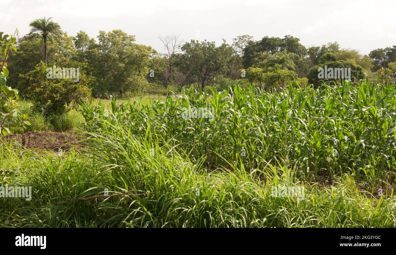 Atacora is a very beautiful Province and very green just after the rains.  Here we can see maize growing and soon ready for eating. Stock Photo