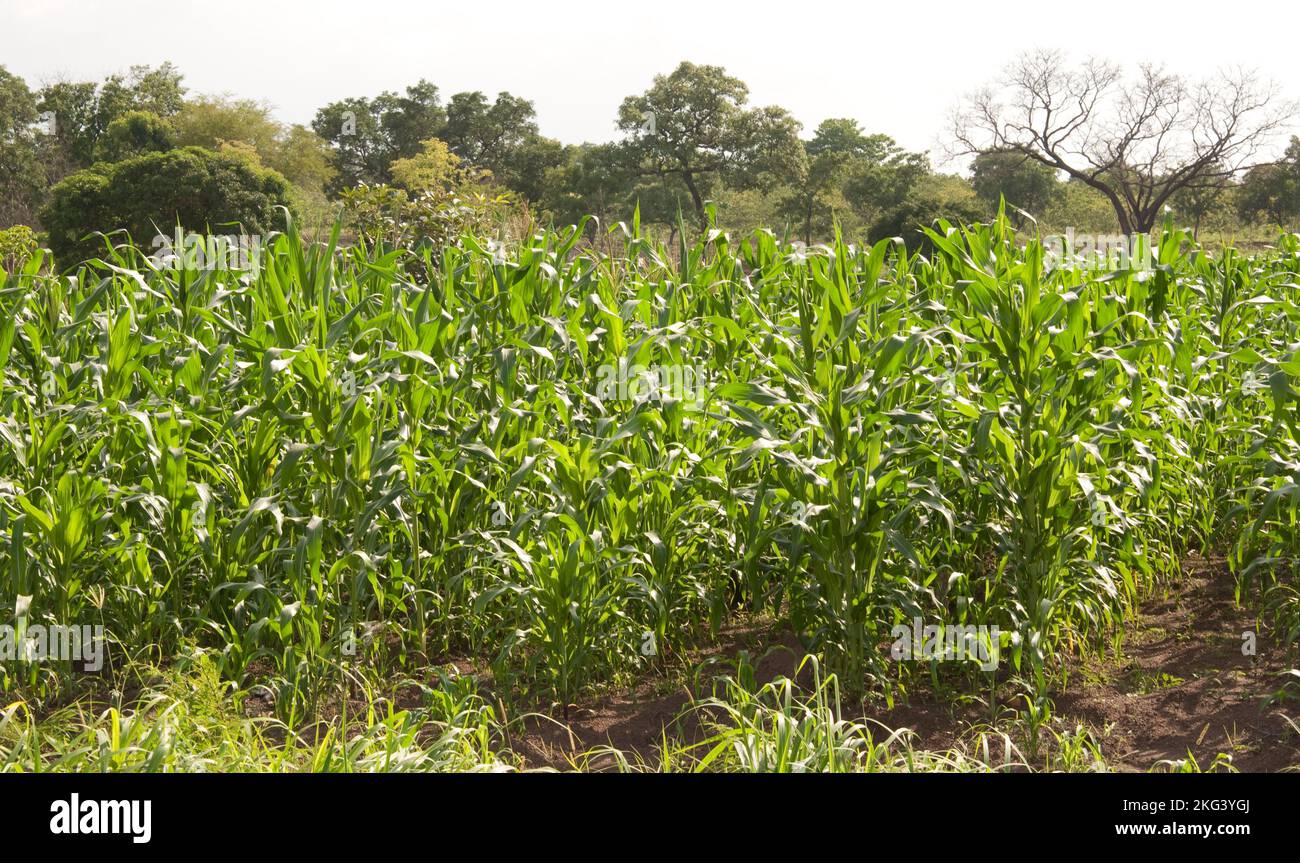 Atacora is a very beautiful Province and very green just after the rains.  Here we can see maize growing and soon ready for eating. Tangueta, Atacora, Stock Photo