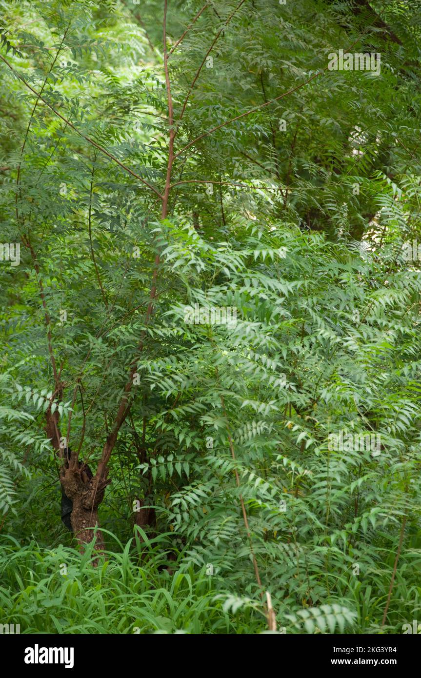 Vegetation in Small Wood, Tangueta, Atacora, Benin Stock Photo