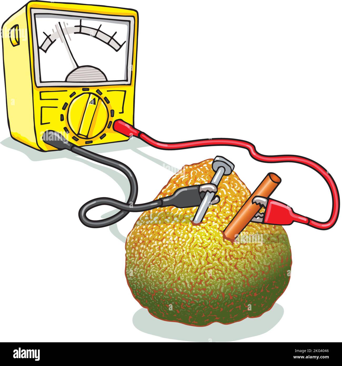 Art showing scientific experiment to make fruit battery: electrodes into ugli fruit, electron exchange creates which can then be measured on ammeter Stock Photo