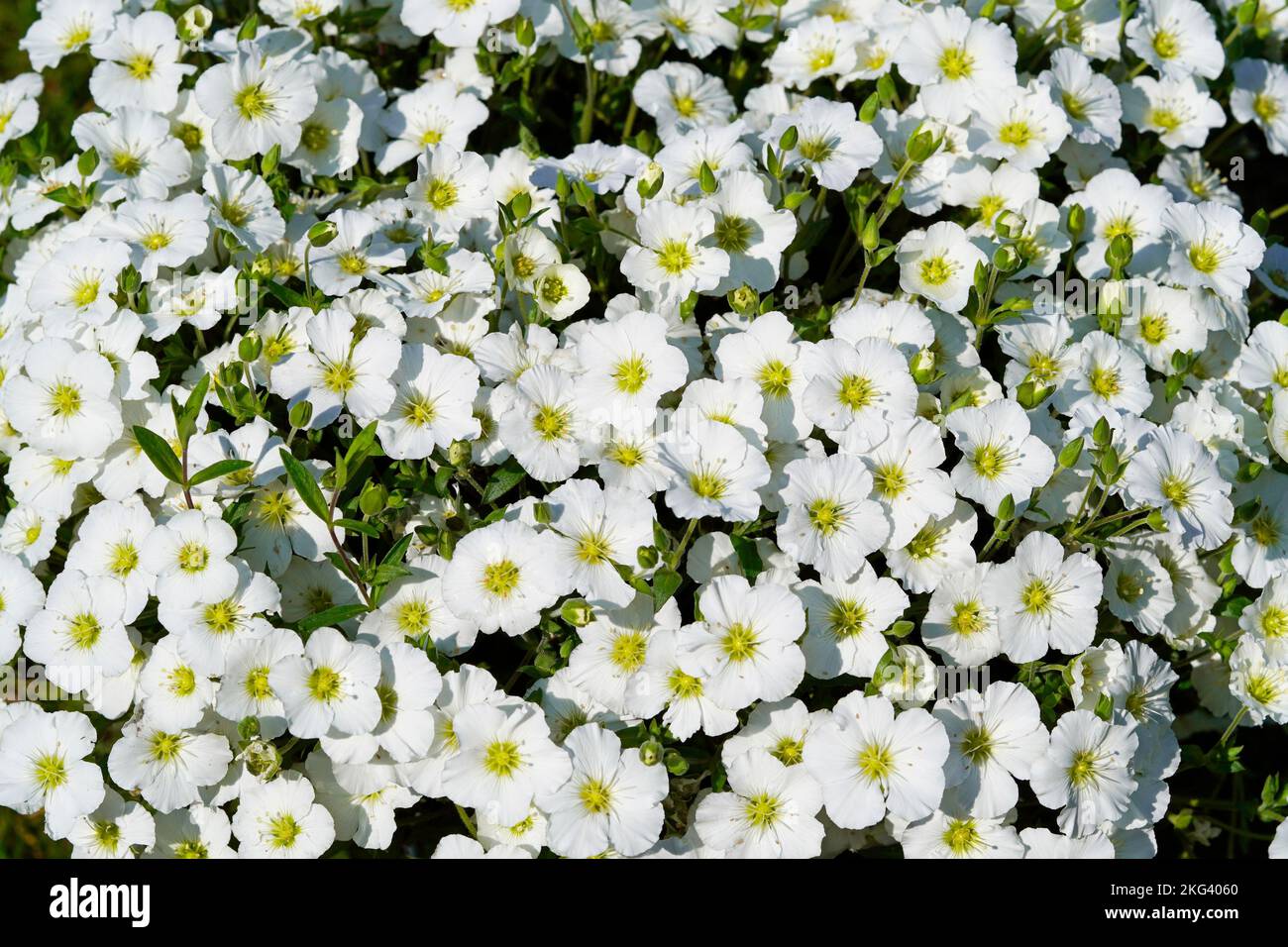 A closeup of mountain sandwort, Arenaria Montana, a flowering plant with white flowers. Stock Photo