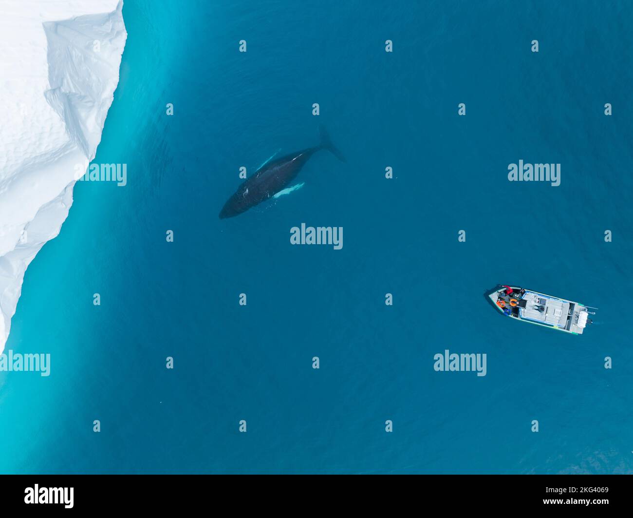 Humpback whales near icebergs and boat from aerial view Stock Photo - Alamy