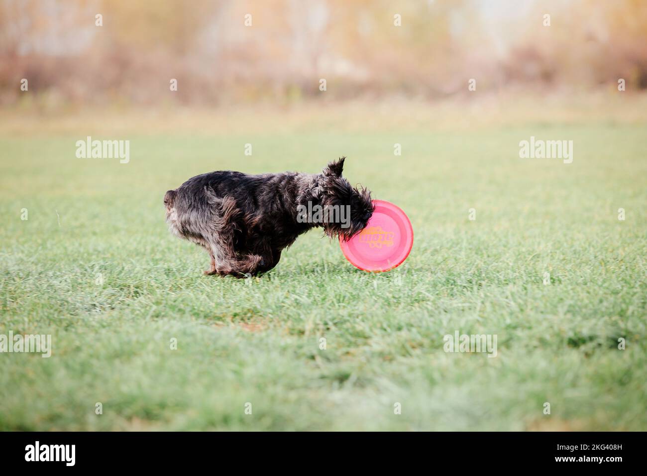Dog catching flying disk in jump, pet playing outdoors in a park