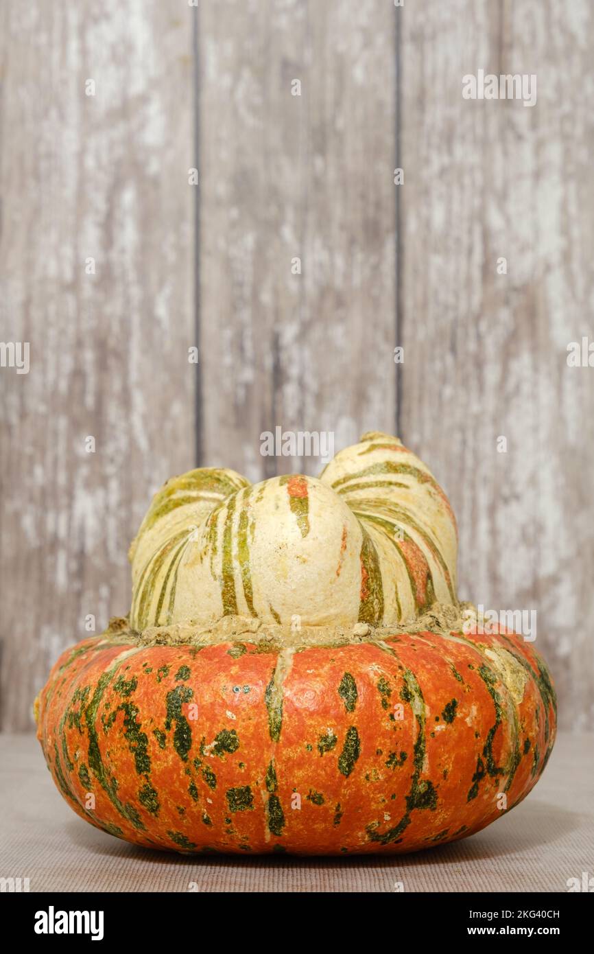 Close Up image of an Edible Squash, used as a Vegetable.A Member of the Cucurbitaceae family of plants Stock Photo