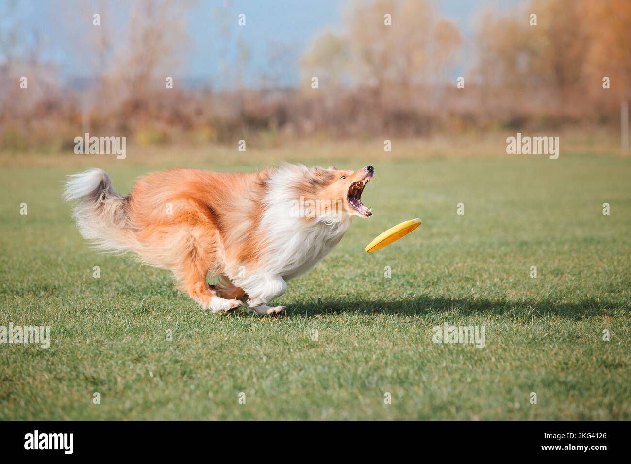 Dog catching flying disk in jump, pet playing outdoors in a park