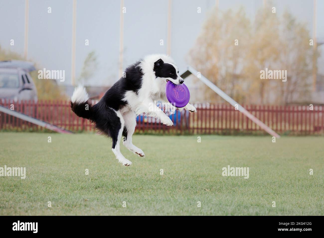 Dog catching flying disk in jump, pet playing outdoors in a park ...
