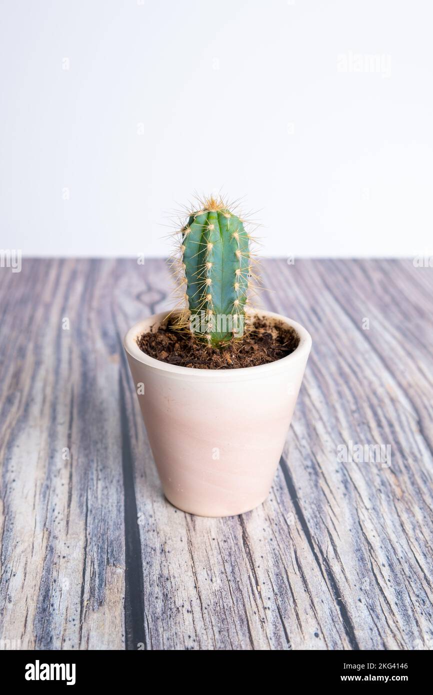 Cactus in a vase isolated on wood and white background Stock Photo