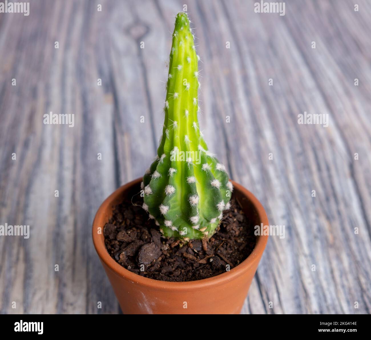 Cactus in a vase isolated on wood Stock Photo