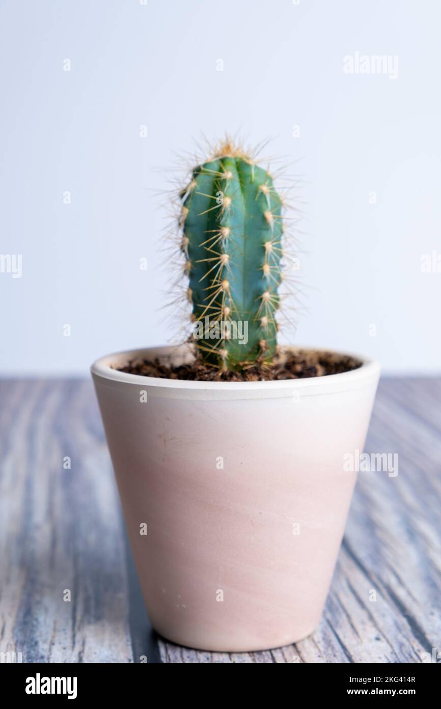 Cactus in a vase isolated on wood and white background Stock Photo