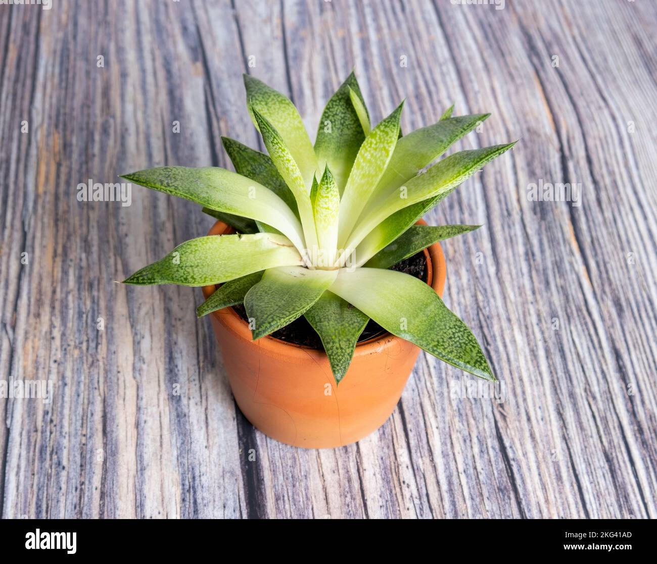 Cactus in a vase isolated on wood Stock Photo