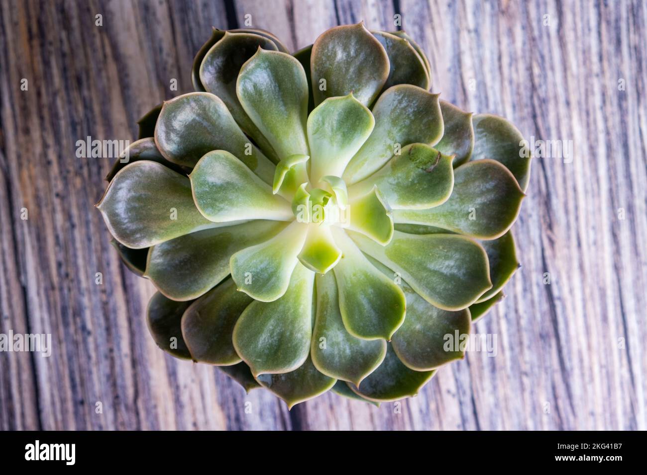 Cactus in a vase isolated on wood. Upper view Stock Photo