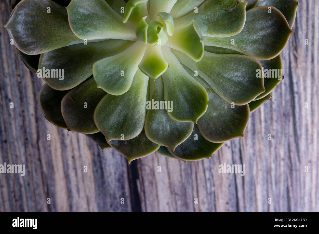 Detail of potted cactus plant. Succulent plant in pot on table. Stock Photo
