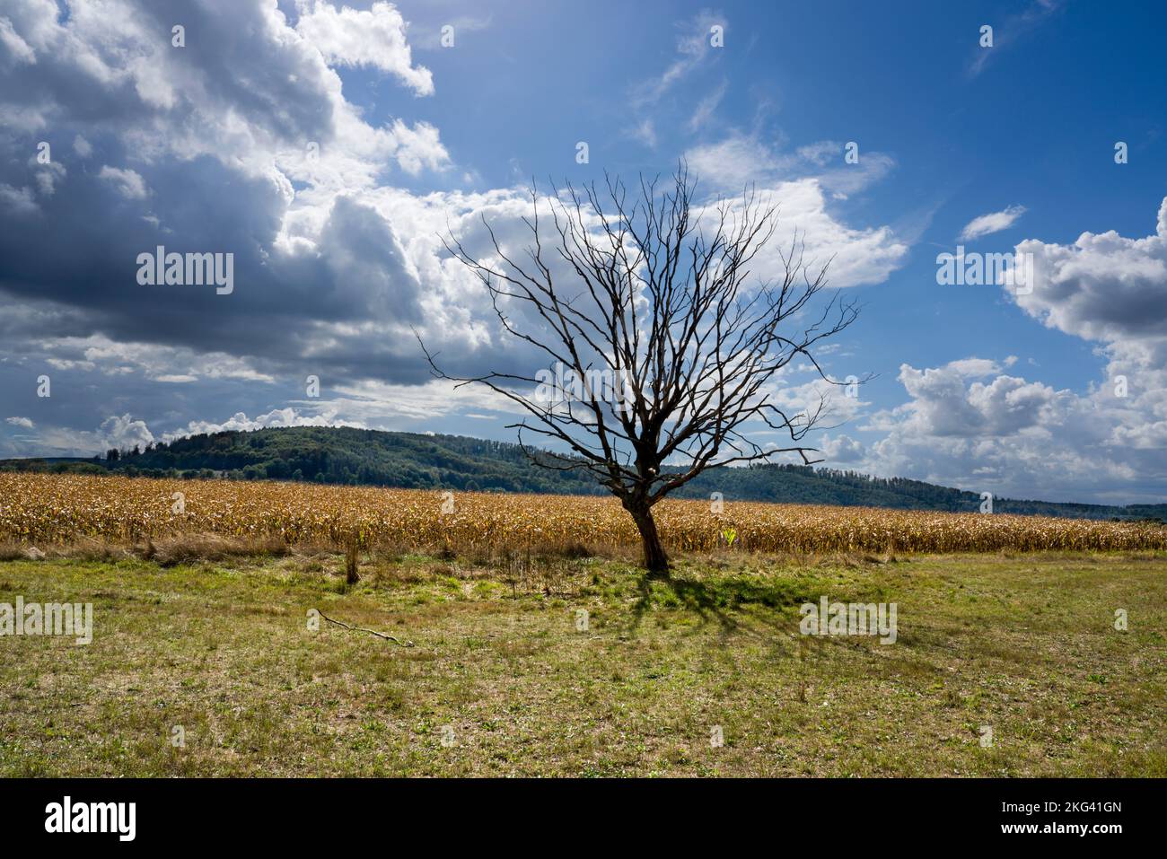landscape with a dead tree in September, Weserbergland; Germany Stock Photo
