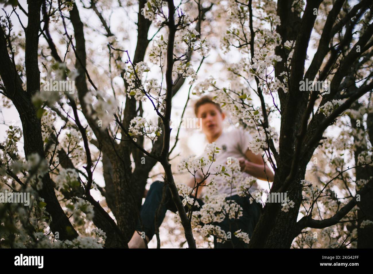 Teenage boy high in a spring blossom tree climb Stock Photo