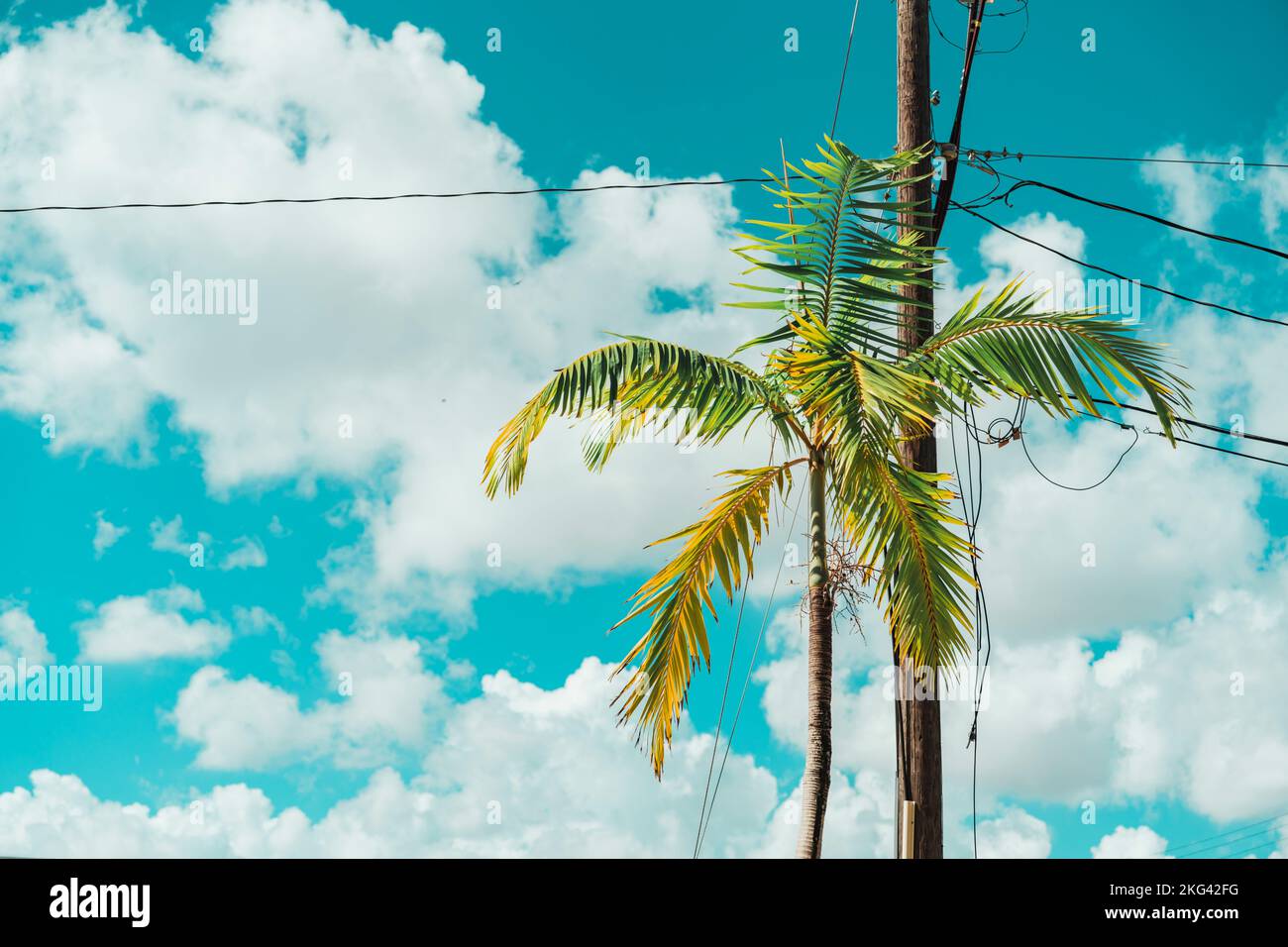 palm trees and blue sky miami Stock Photo