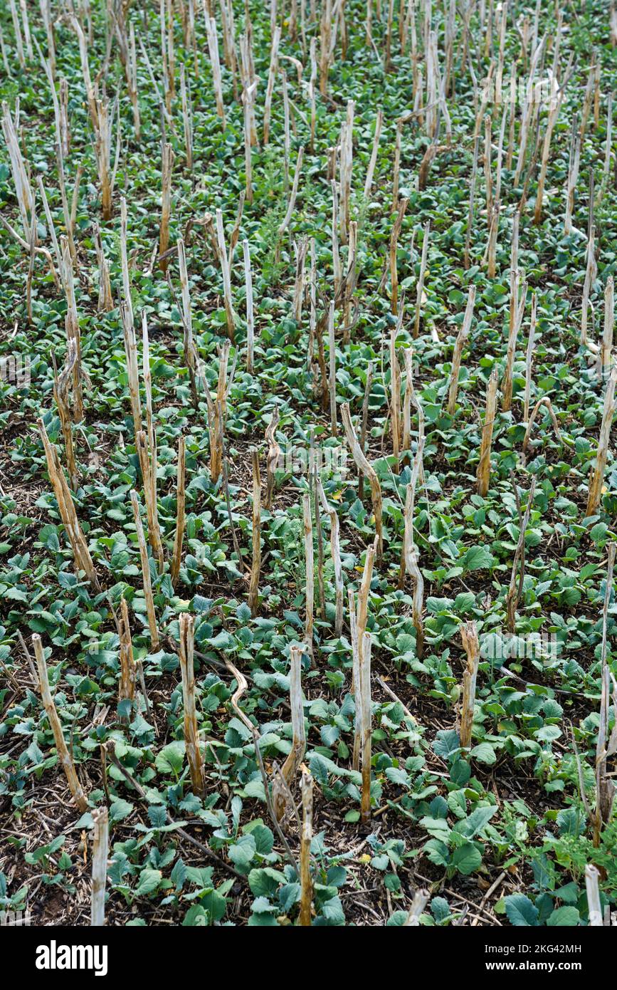Harvested rapeseed field in September, Weserbergland; Germany Stock Photo