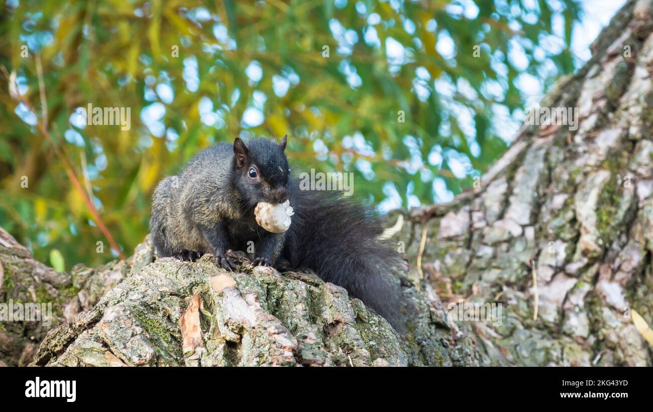 Black melanistic eastern gray squirrel (Sciurus Carolinensis) eating mushroom with selective focus Stock Photo
