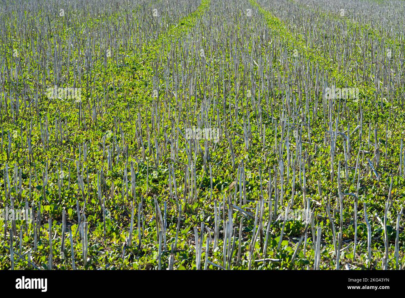 Harvested rapeseed field in October, Weserbergland; Germany Stock Photo