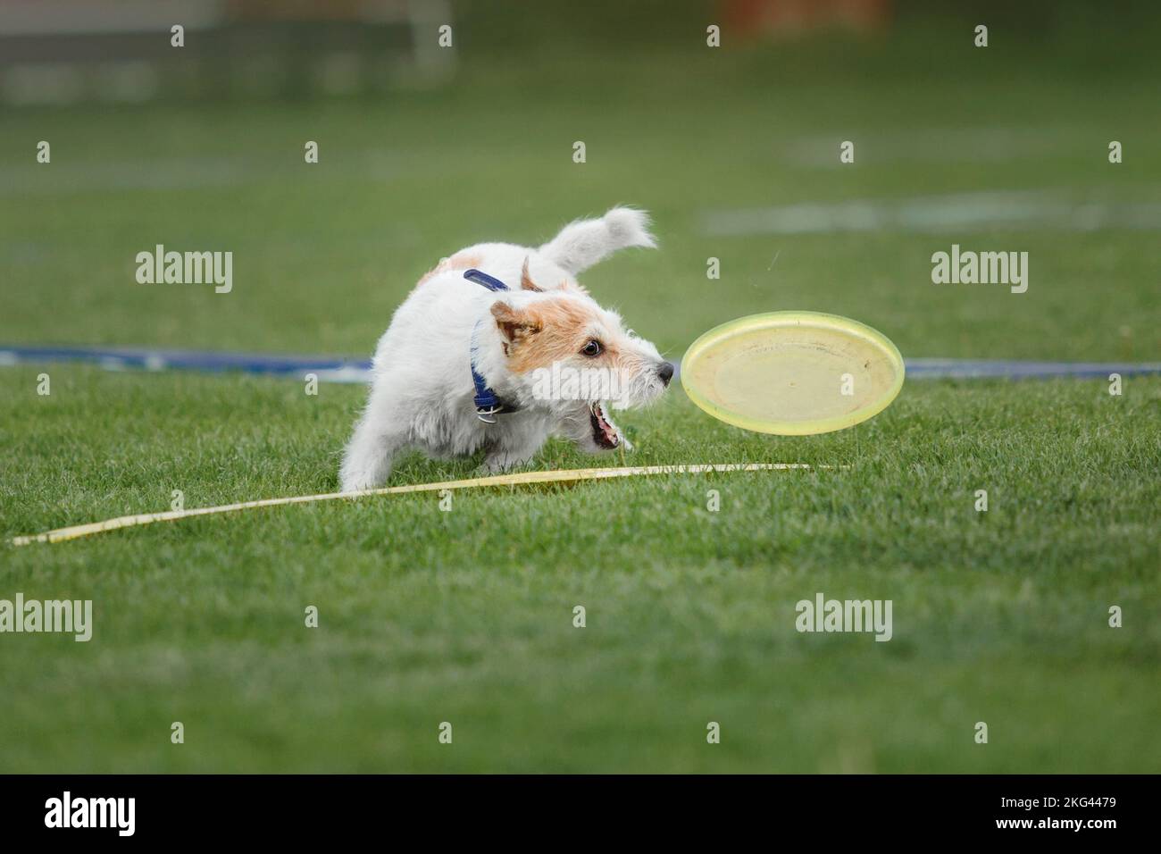Dog catching flying disk in jump, pet playing outdoors in a park ...