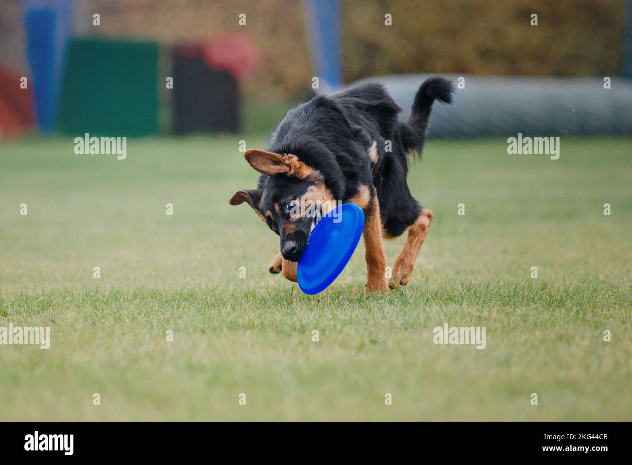 Dog catching flying disk in jump, pet playing outdoors in a park ...