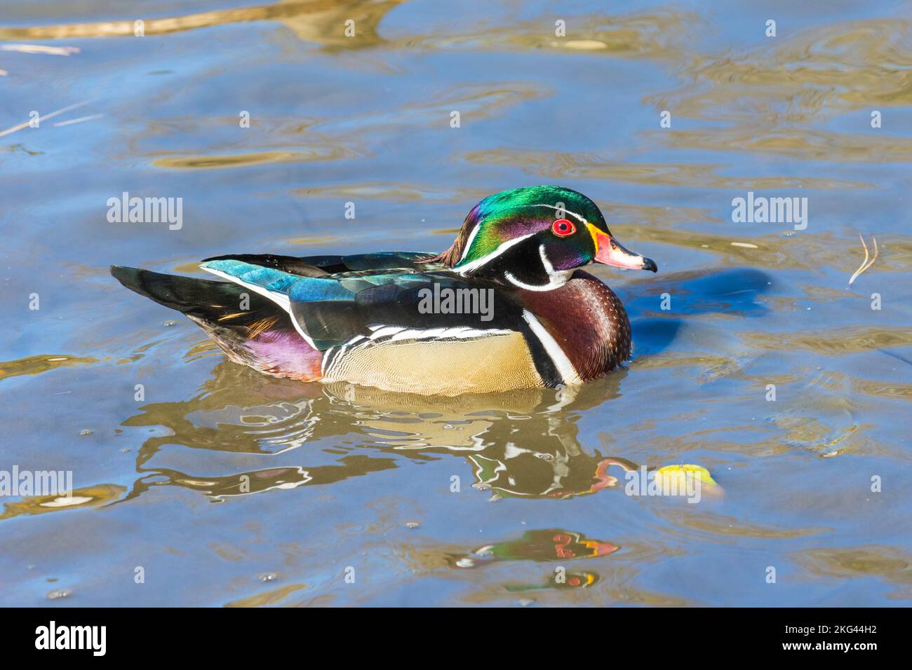 Male wood duck (Aix sponsa) in High Park, Toronto, Canada Stock Photo