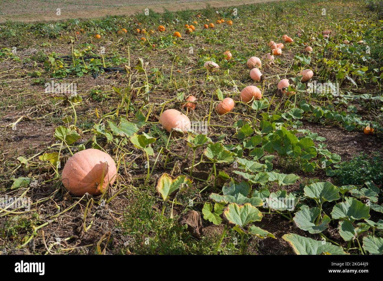 A pumpkin field in September, Weserbergland; Germany Stock Photo