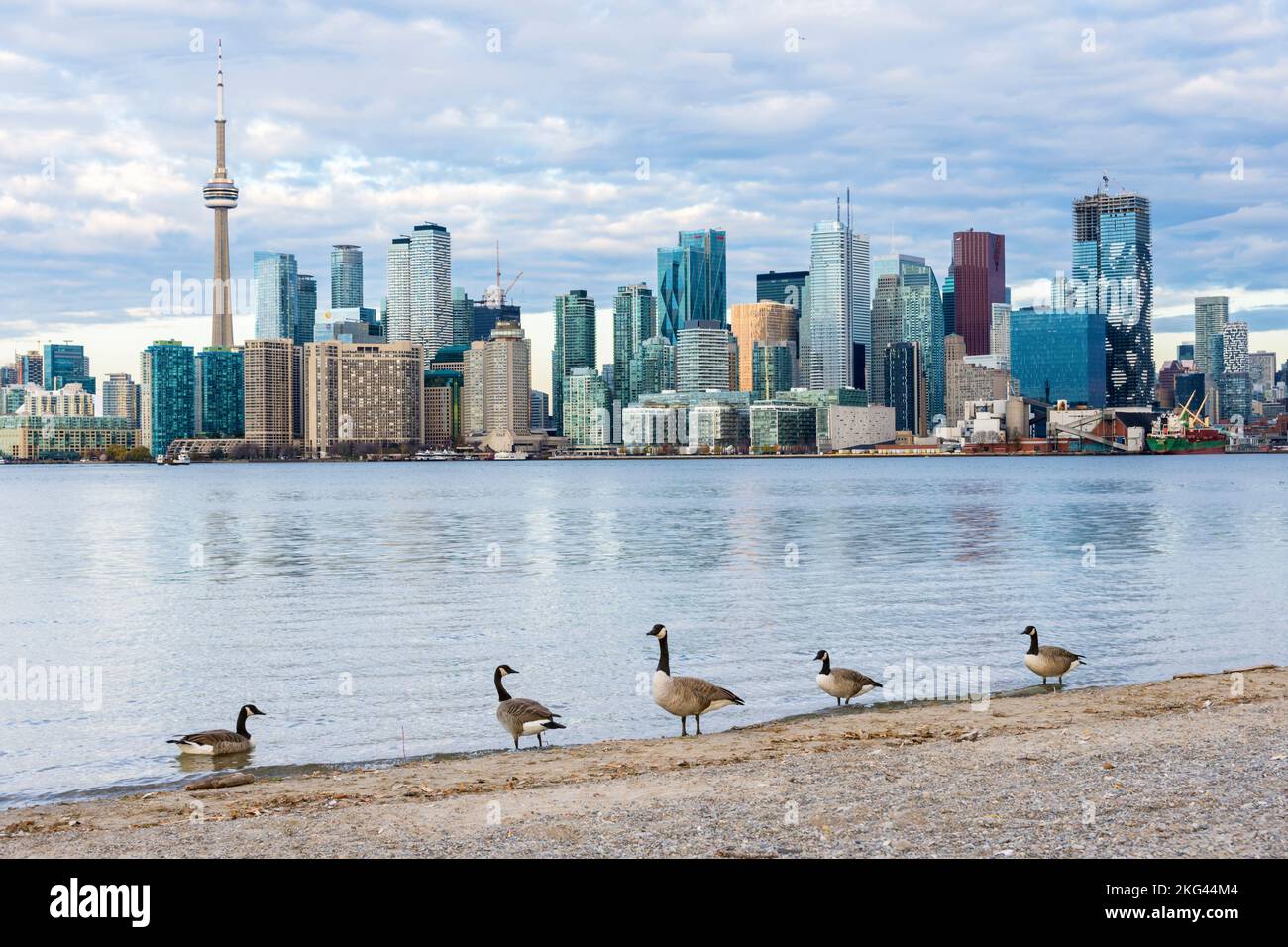 Group of Canada geese (Branta Canadensis) in Ward's Island with Toronto skyline in the background, Ontario Lake, Canada Stock Photo