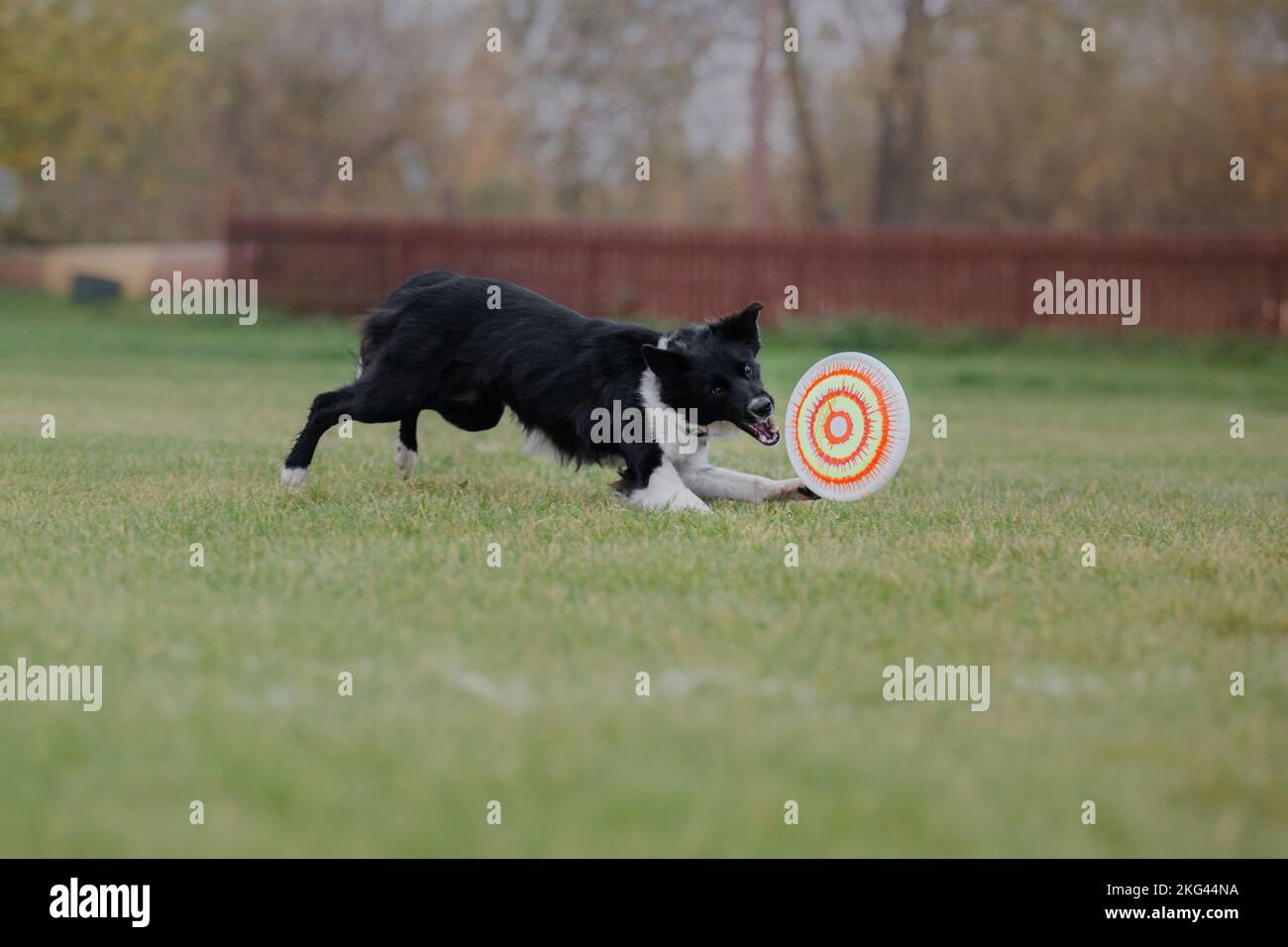 Dog catching flying disk in jump, pet playing outdoors in a park ...