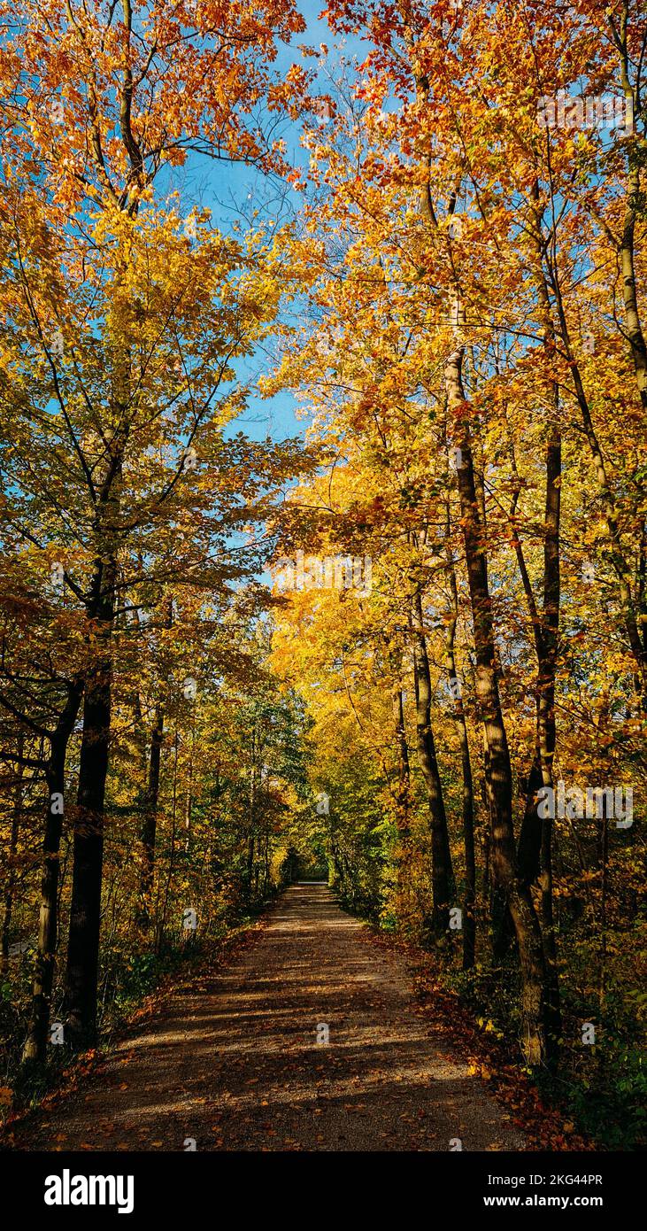 Vertical shot pathway leaves hi-res stock photography and images - Alamy