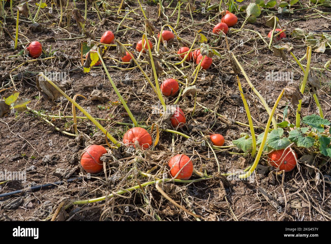 A field with Red kuri squash in September, Weserbergland; Germany Stock Photo