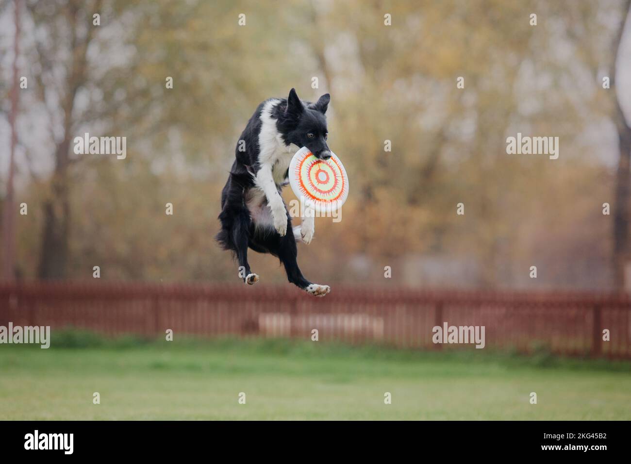 Dog catching flying disk in jump, pet playing outdoors in a park ...