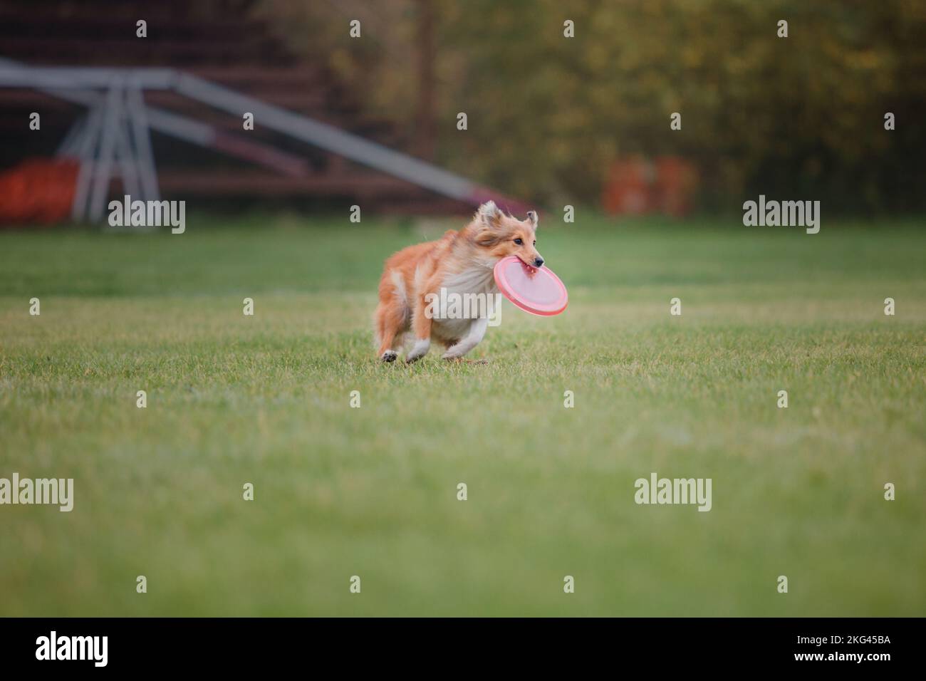 Dog catching flying disk in jump, pet playing outdoors in a park ...