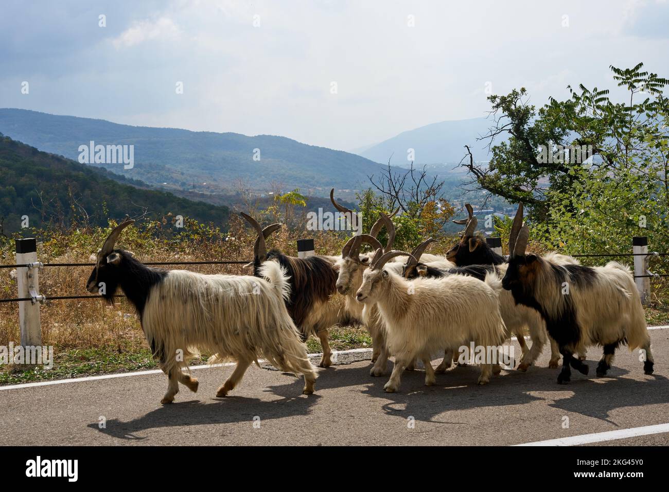Ziegenherde, Vorhut einer großen Schafherde, herbstlicher Abtrieb der Schafherden und Ziegen, Straße Nr 27 bei Bodavi, Kaukasus, Georgien Stock Photo