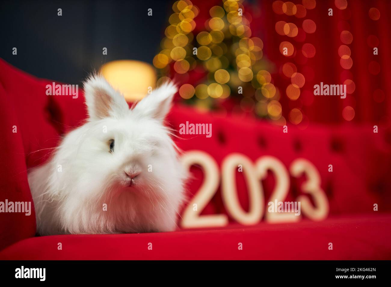 Front view of white, furry rabbit sitting on red, velvet sofa. Symbol ...