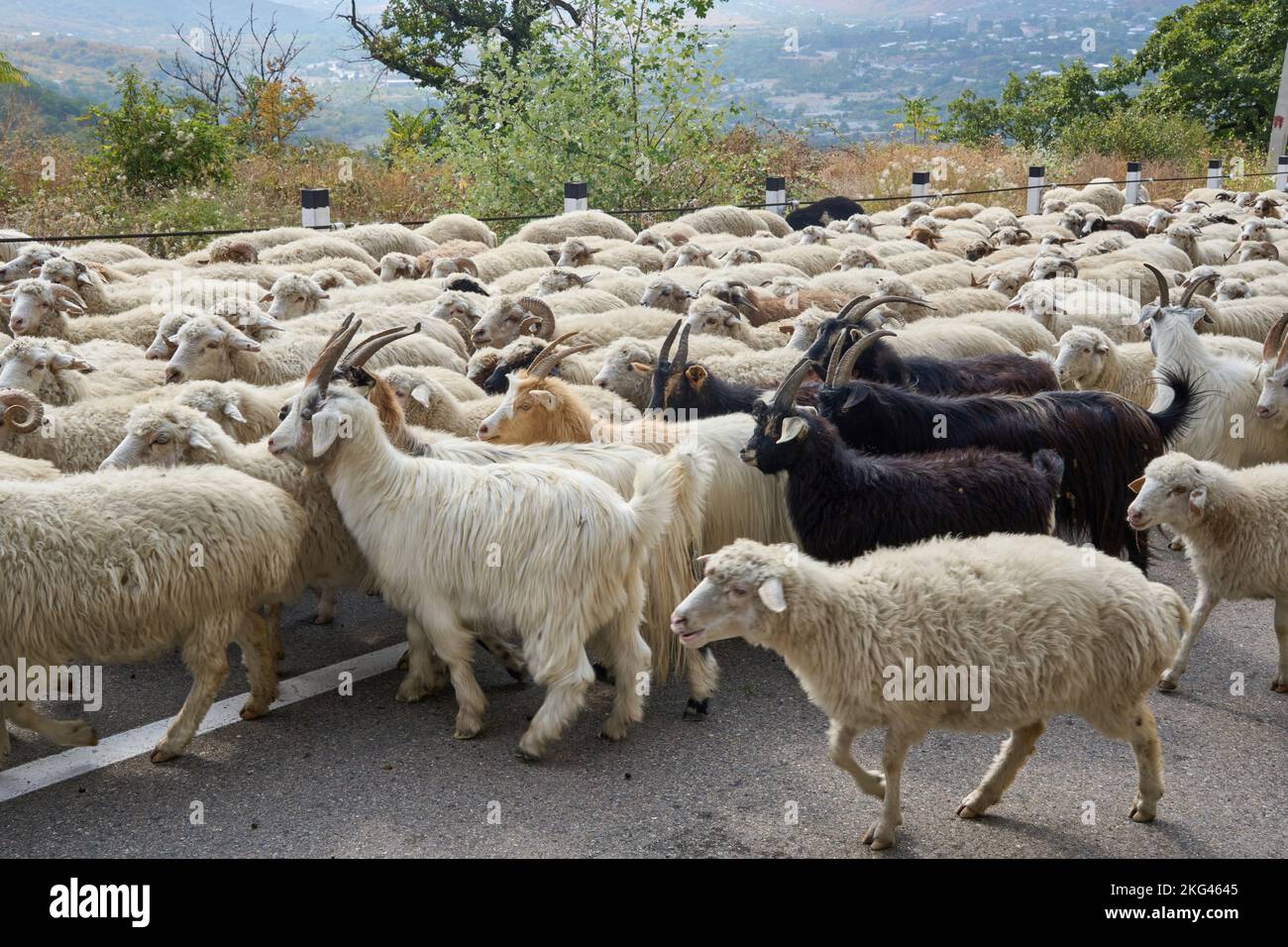 Herbstlicher Abtrieb einer Schafherde und von Ziegen, Straße Nr 27 bei Bodavi, Kaukasus, Region Mzcheta-Mtianeti, Georgien Stock Photo