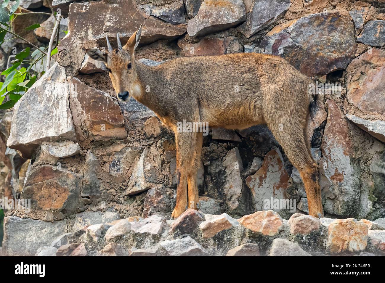 A Red Goral Looking towards camera Stock Photo