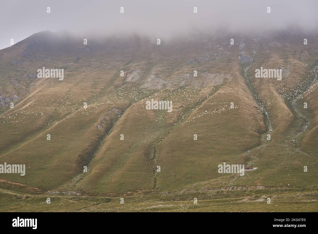 Schafe weiden auf einem Hochgebirgshang, vorne weiden Kühe, Georgische Heerstraße, bei Gudauri, Region Mtskheta-Mtianeti, Hoher Kaukasus, Georgien Stock Photo