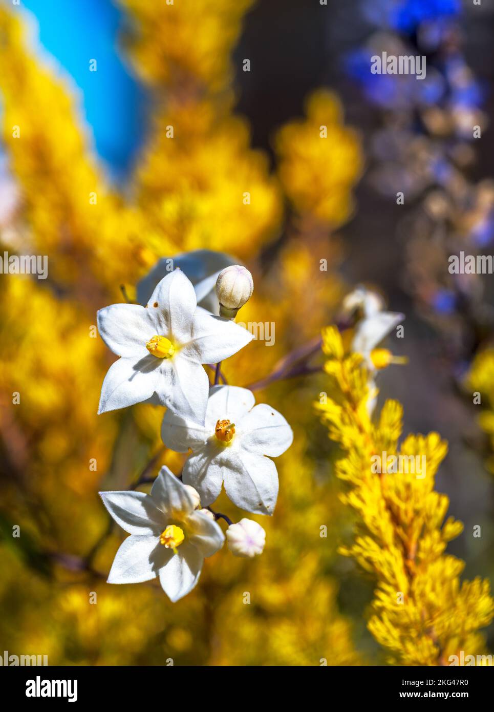 Macro of a jasmine nightshade flower and an autumn background Stock Photo