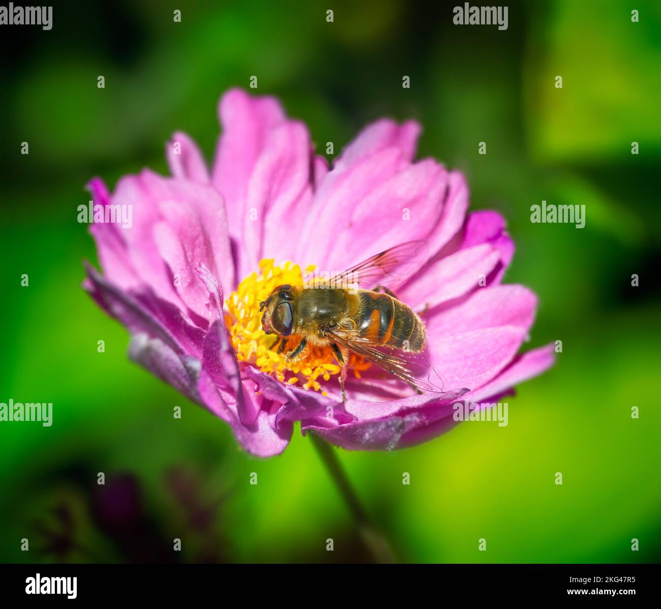 Macro of a hoverfly on pink anemone flower Stock Photo