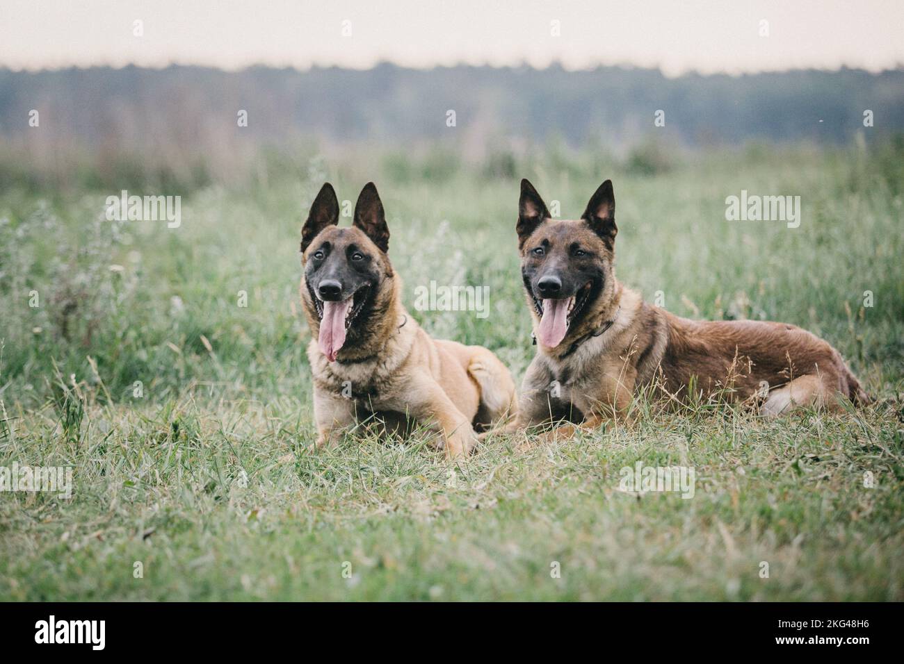Malinois guard dog sales