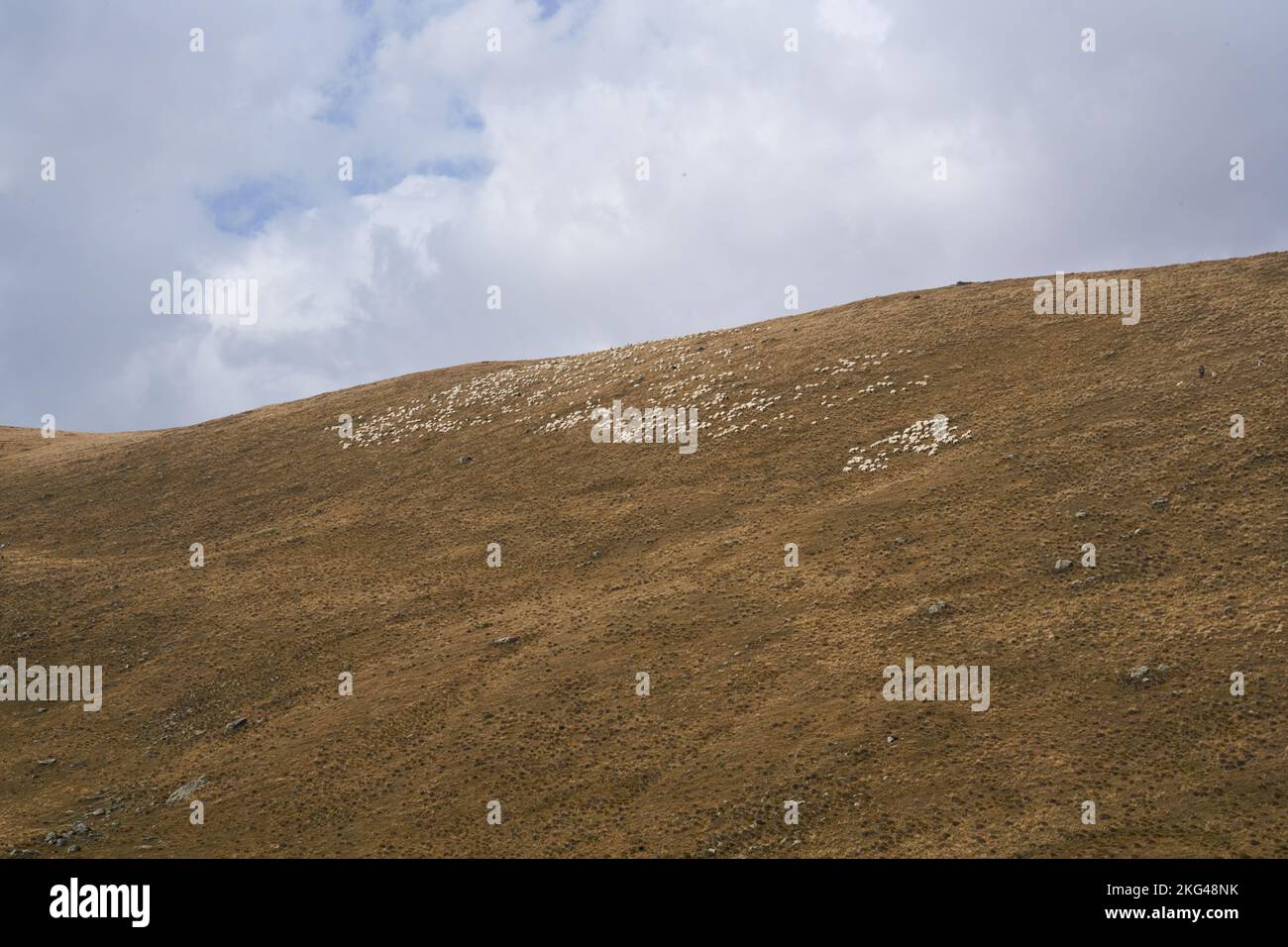 Gebirgshang, große weidende Schafsherde, bei Stepanzminda, Stepantsminda, Region Mzcheta-Mtianeti, Großer Kaukasus, Georgien Stock Photo