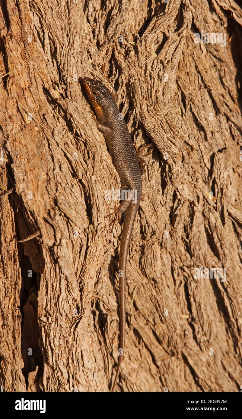 Western Rock Skink (Trachylepis sulcata), possibly the sudspecies ansorgii, on the bark of a Camelthorn tree in the Kgalagadi Transfrontier Park Stock Photo