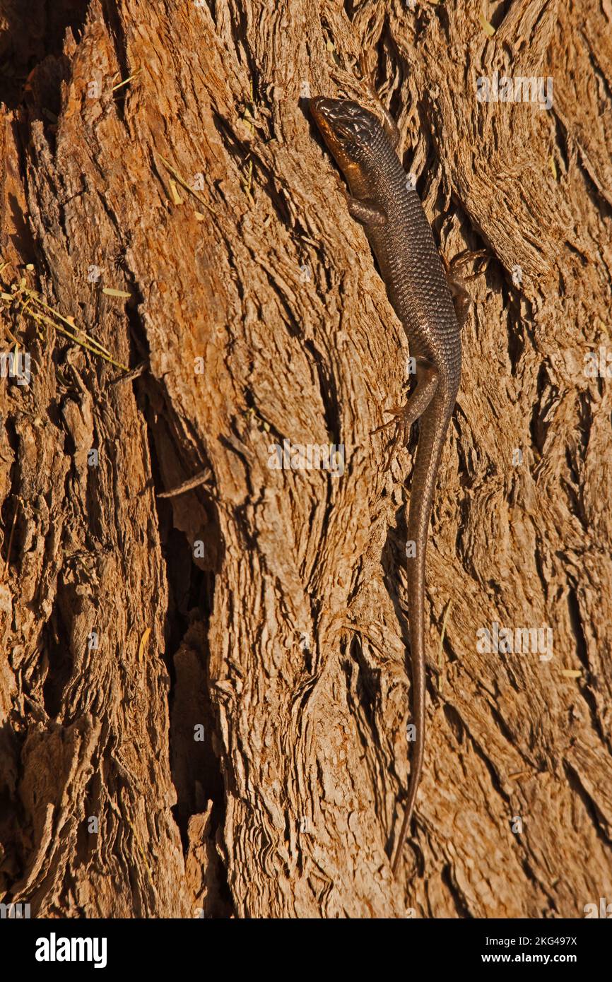 Western Rock Skink (Trachylepis sulcata), possibly the sudspecies ansorgii, on the bark of a Camelthorn tree in the Kgalagadi Transfrontier Park Stock Photo