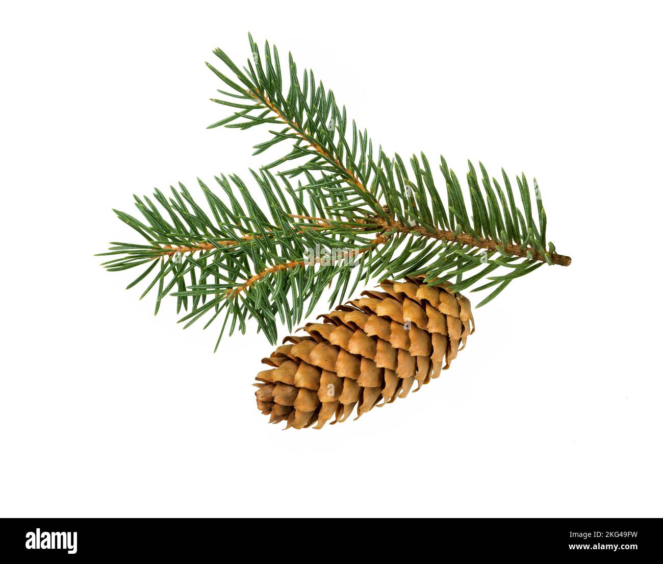 Fir tree branch isolated on white background. Pine branch. Stock Photo