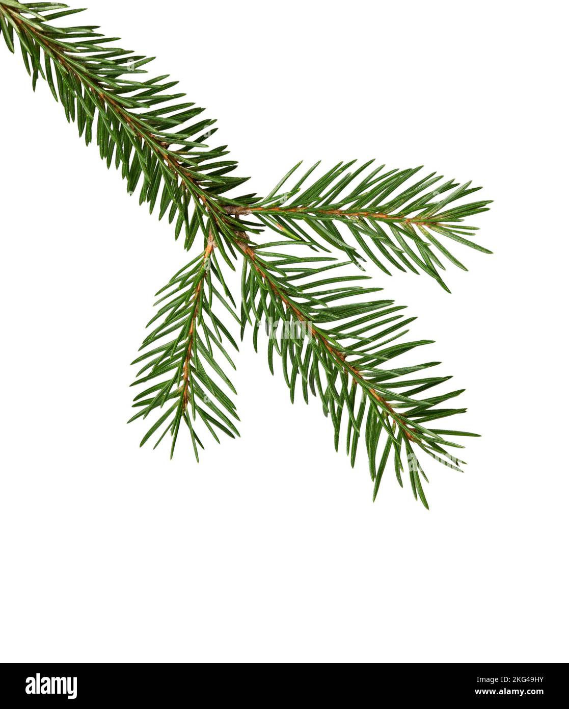 Fir tree branch isolated on white background. Pine branch. Stock Photo