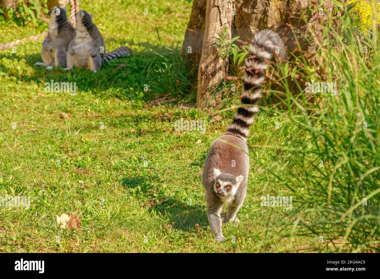 African ring-tailed lemur of Madagascar. Lemur catta species endemic to the island of Madagascar in Africa. Stock Photo