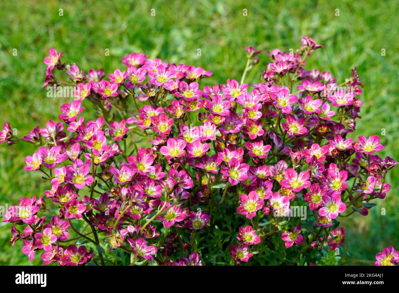 A closeup of Saxifraga arendsii, the mossy saxifrage. Stock Photo