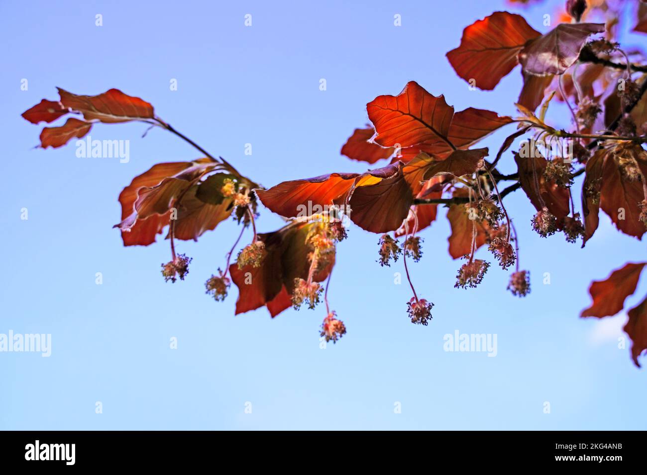 A closeup of red beech foliage against the background of the blue sky. Nothofagus fusca. Stock Photo